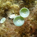Acetabularia acetabulum - Photo (c) jome jome, μερικά δικαιώματα διατηρούνται (CC BY-NC-ND)