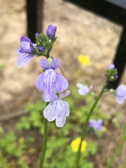 Linaria repens