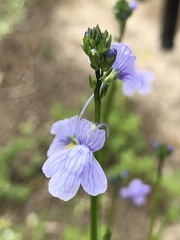 Linaria repens