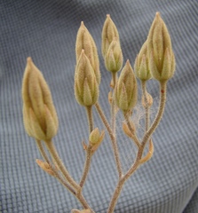 Tylecodon ventricosus