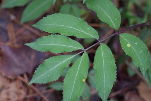 Sambucus canadensis