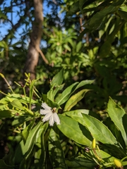 Scaevola gaudichaudiana