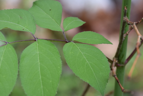 Sambucus canadensis