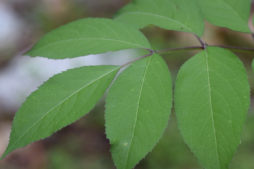 Sambucus canadensis
