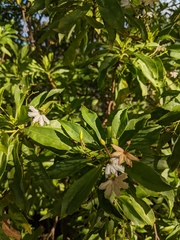 Scaevola gaudichaudiana