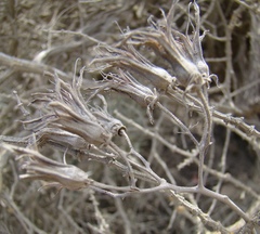 Tylecodon ventricosus