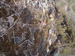 Tylecodon ventricosus