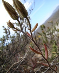 Tylecodon ventricosus