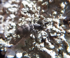 Latonigena