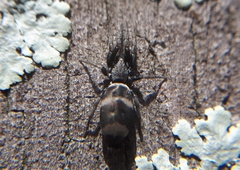 Latonigena