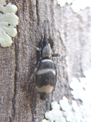 Latonigena