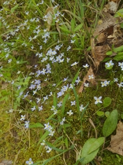Houstonia caerulea