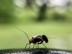 Cerastipsocus venosus