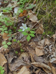 Anemonoides quinquefolia