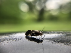 Cerastipsocus venosus