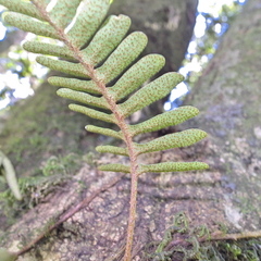 Pleopeltis ecklonii