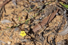 Goodenia glabra
