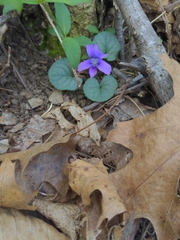 Viola hirsutula