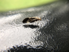 Cerastipsocus venosus