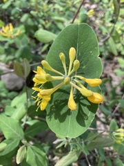 Lonicera flava
