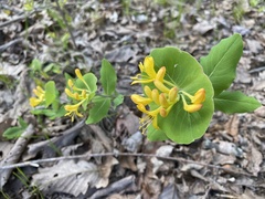 Lonicera flava