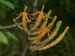 Dendrophthoe odontocalyx