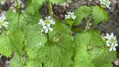 Alliaria petiolata