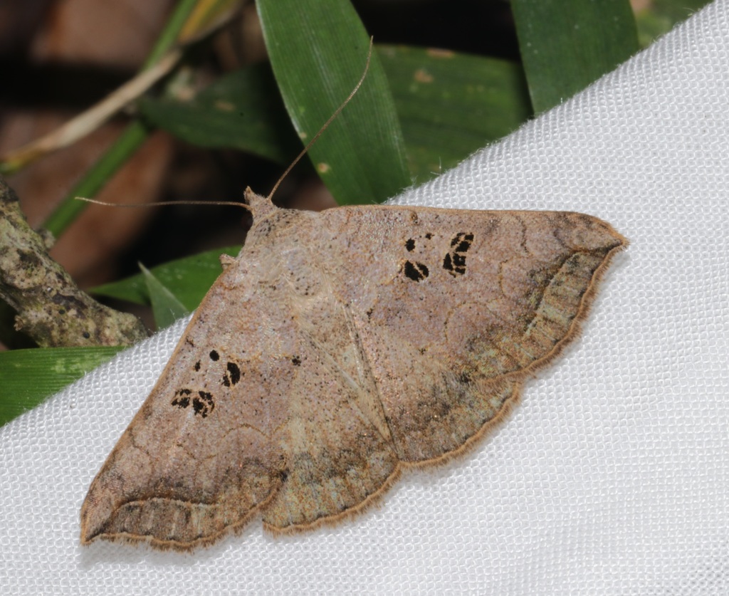 Blasticorhinus rivulosa