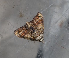 Chlumetia transversa