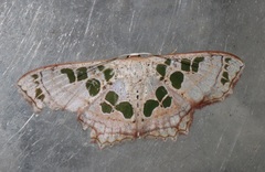Scopula vicina