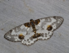 Abraxas amicula-illuminata