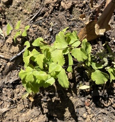 Adiantum jordanii