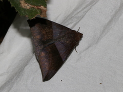 Bastilla maturata