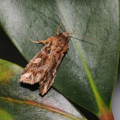 Callopistria exotica