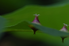 Phylloxera caryaefoliae