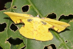 Corymica spatiosa