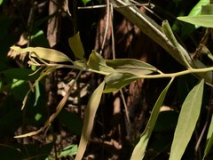 Dendrophthoe odontocalyx