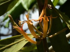 Dendrophthoe odontocalyx