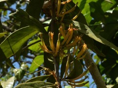 Dendrophthoe odontocalyx
