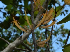Dendrophthoe odontocalyx