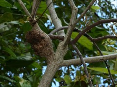 Dendrophthoe odontocalyx