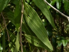 Dendrophthoe odontocalyx