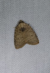 Anachrostis