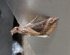 Hypena jocosalis