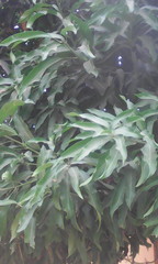 Mangifera indica