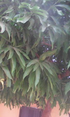 Mangifera indica