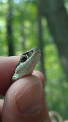 Thamnophis saurita septentrionalis