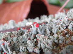 Cladonia incrassata