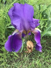 Iris