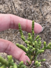 Arthroceras subterminale